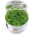 Akvarijní rostlina Tropica Micranthemum Monte Carlo 1-2 Grow!