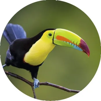 Fototapeta Fototapeta vliesová Tukan 190 cm