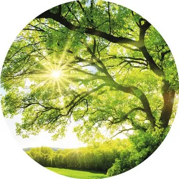 Fototapeta Fototapeta vliesová strom 190 cm