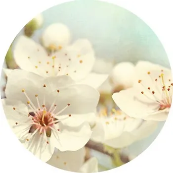 Fototapeta Fototapeta vliesová Třešňový květ 190 cm