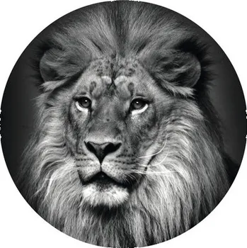 Fototapeta Fototapeta vliesová Lev č/š 95 cm