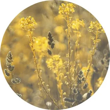 Fototapeta Fototapeta vliesová Bluegrass 142,5 cm