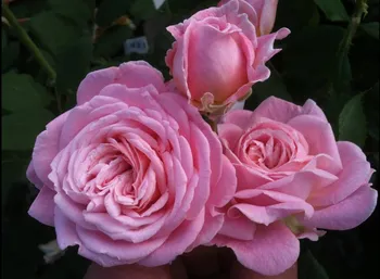 Sazenice Kordes Roses Rosanna pnoucí růže 2 l