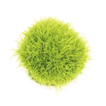 Akvarijní rostlina Dennerle Utricularia Graminifolia