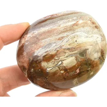 Sběratelství Zkamenělé dřevo z Madagaskaru 164g