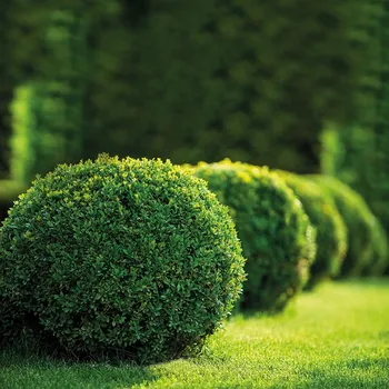 Buxus sempervirens, koule C15L pr. 40-45 CM