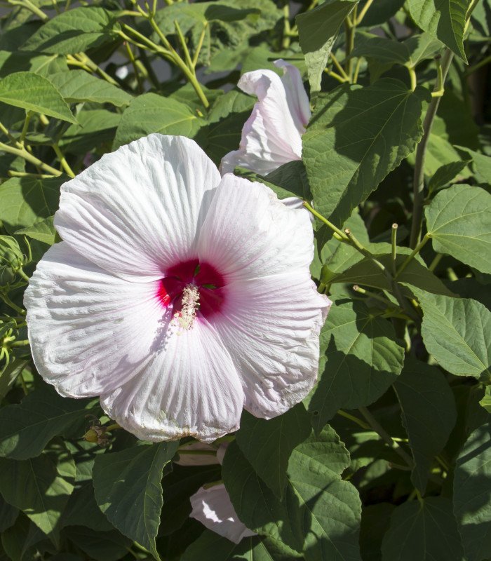 Hibiscus moscheutos