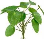 Canea Pilea Peperomioides zelená