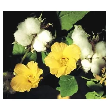 Vonný olej Bavlník TrigonMedia 50 ml