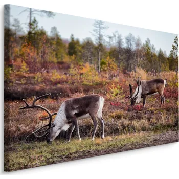 Obraz MyBestHome BOX Plátno Polární Sob Varianta: 30x20