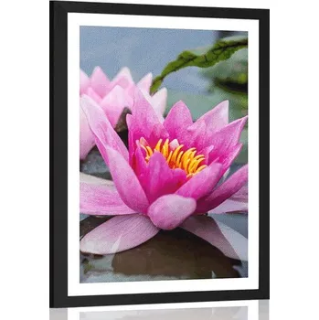 Plakát Dovido Plakát s paspartou růžový lotosový květ