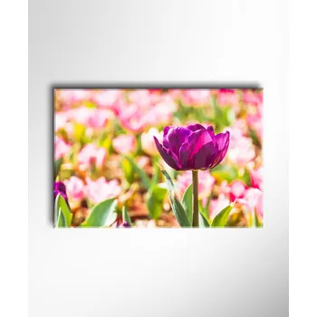 Obraz Malvis ® Obraz Pestrý tulipán ROZMĚR (šířka x výška): jednodílný obdélník 60x40 cm