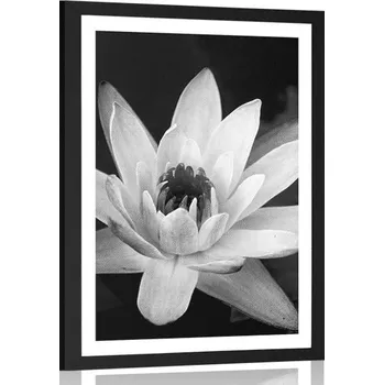 Plakát Dovido Plakát s paspartou černobílé leknín