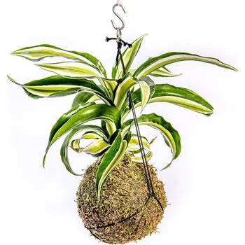 Gardners Kokedama Dracaena fragrans mix (M) Dracéna lemovaná, dračinec