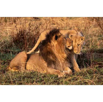 Fototapeta DIMEX | Vliesová fototapeta Lví rande MS-5-0540 | 375 x 250 cm| zelená, oranžová, hnědá + Vliesová fototapeta na stěnu DIMEX Lví rande MS50540 v rozměru 375 x 250 cm + lepidlo zdarma