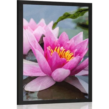 Plakát Dovido Plakát růžový lotosový květ