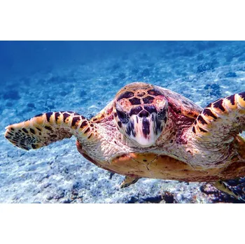 Fototapeta DIMEX | Vliesová fototapeta Kareta pravá MS-5-0527 | 375 x 250 cm| modrá, fialová, béžová, hnědá + Vliesová fototapeta na stěnu DIMEX Kareta pravá MS50527 v rozměru 375 x 250 cm + lepidlo zdarma