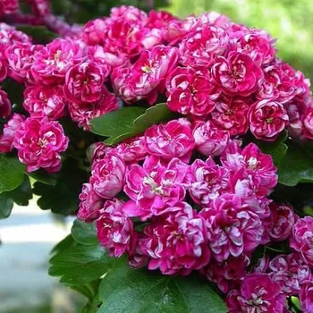 Sazenice Crataegus laevigata 'Paul´s Scarlet' C7,5 l, KM120