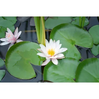 Fototapeta DIMEX | Vliesová fototapeta Lekníny MS-5-1328 | 375 x 250 cm| zelená, bílá, žlutá + Vliesová fototapeta na stěnu DIMEX Lekníny MS51328 v rozměru 375 x 250 cm + lepidlo zdarma