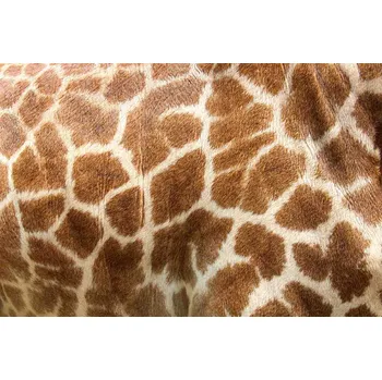 Fototapeta DIMEX | Vliesová fototapeta Kůže žirafy MS-5-2578 | 375 x 250 cm | béžová, hnědá + Vliesová fototapeta na stěnu DIMEX Kůže žirafy MS52578 v rozměru 375 x 250 cm + lepidlo zdarma