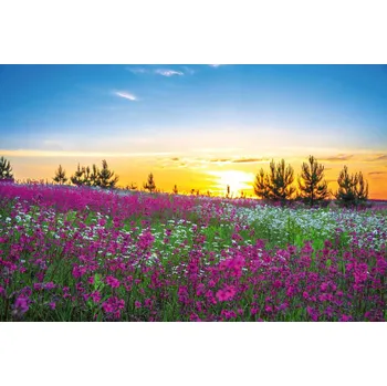 Fototapeta DIMEX | Vliesová fototapeta Rozbřesk nad rozkvetlou loukou MS-5-1947 | 375 x 250 cm| zelená, modrá, fialová, žlutá + Vliesová fototapeta na stěnu DIMEX Rozbřesk nad rozkvetlou loukou MS51947 v rozměru 375 x 250 cm + lepidlo zdarma