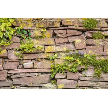 Fototapeta DIMEX | Vliesová fototapeta Zeď s rostlinami MS-5-2373 | 375 x 250 cm| zelená, hnědá + Vliesová fototapeta na stěnu DIMEX Zeď s rostlinami MS52373 v rozměru 375 x 250 cm + lepidlo zdarma