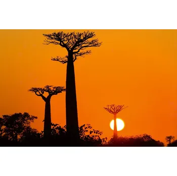 Fototapeta DIMEX | Vliesová fototapeta Baobab při západu slunce MS-5-1841 | 375 x 250 cm| černá, oranžová + Vliesová fototapeta na stěnu DIMEX Baobab při západu slunce MS51841 v rozměru 375 x 250 cm + lepidlo zdarma