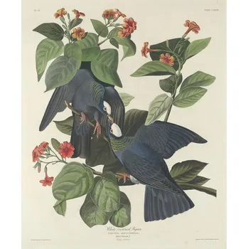 Plakát Plakát, Obraz - White-crowned Pigeon, 1833, John James (after) Audubon