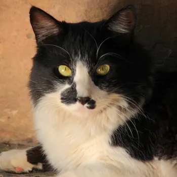 Beletrie pro dospělé Dagmar Langová: Oliverova dobrodružství