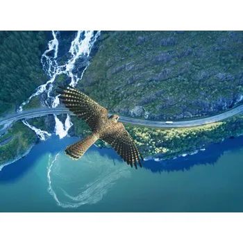 Plakát Plakát, Obraz - Kestrel flying above ocean, rocky land,, Stanislaw Pytel