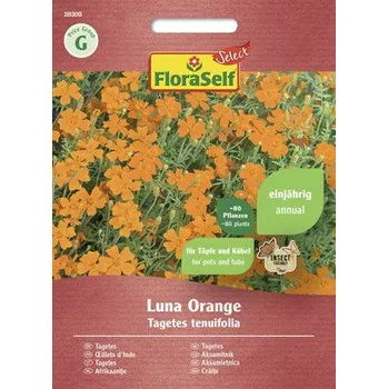 Semeno Aksamitník malokvětý Luna Orange FloraSelf Select oranžový