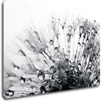 Obraz Impresi Obraz Pampeliška s kapkami vody - 90 x 60 cm
