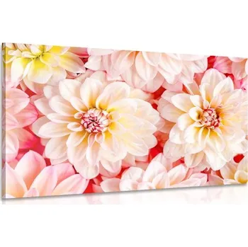 Obraz Dovido Obraz něžné květy jiřiny