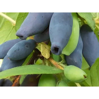 Sazenice Zimolez kamčatský Krupnoplodnaja v kontejneru C2