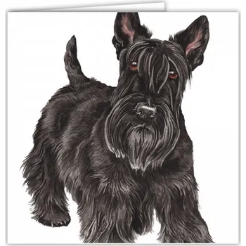 Přání v obálce Skotský teriér, WD 16,5 x 16,5 cm (Blahopřání s obálkou s pejskem, psi, pes)