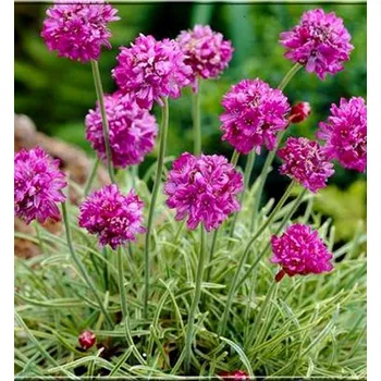 Sazenice Trávnička přímořská ´NIFTY THRIFTY´ kont. 0,5 l