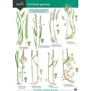 Příroda Guide to Common Grasses - Gardener, Mark