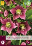 JUB Holland Helleborus Orientalis…