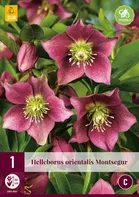 JUB Holland Helleborus Orientalis Montsegur čemeřice 1 ks