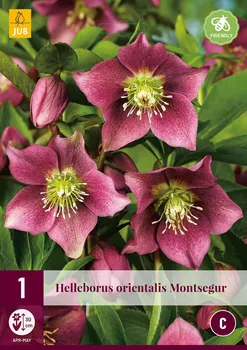 Cibulovina JUB Holland Helleborus Orientalis Montsegur čemeřice 1 ks