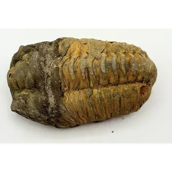 Magieprirody.cz Fosilie Trilobit Calymene Flexicalymene 80 mm #321