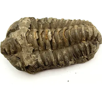 Magieprirody.cz Fosilie Trilobit Calymene Flexicalymene 85 mm #324