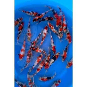 Krmivo pro rybičky HQ Tateshita Showa ... JK 23ISA29