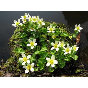 Caltha palustris var. Alba