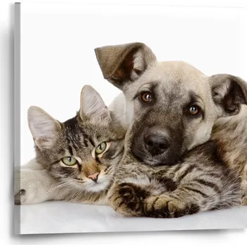 Obraz Sablio Obraz Kočička a štěňátko - 50x50 cm