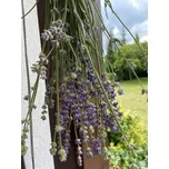 Velká levandulová s motýlem