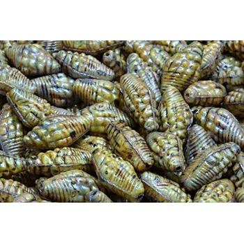 Korálek Mušle Miter č. 2351 (16X8mm)