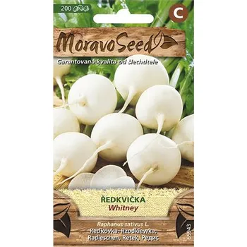 Semeno Ředkvička WHITNEY kulatá bílá