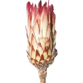 Sušené květiny Obtusfolia flower, 20 ks, oranžová