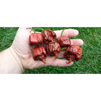 Semeno chilli-semena chilli paprička Carolina Reaper Chocolate 10 ks